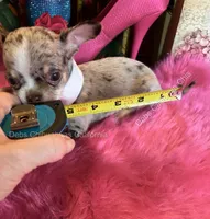 DEBS CALIF CHIS little PICASSO - Videos!, a male Chihuahua for sale in Tracy, CA – 5 of 9