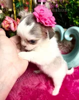 Stunning BEAUTY, a female Chihuahua for sale in Tracy, CA – 4 of 7