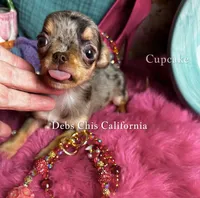 Tiny CUPCAKE See Video, a female Chihuahua for sale in Tracy, CA – 3 of 7