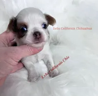 Longcoat little WENDY , a female Chihuahua for sale in Tracy, CA – 3 of 3