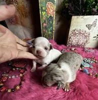 Casper -Price Incl Nanny Delivery , a  Chihuahua for sale in Tracy, CA – 2 of 3