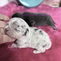 Tiny STERLING, a male Chihuahua for sale in Tracy, CA – 2 of 3