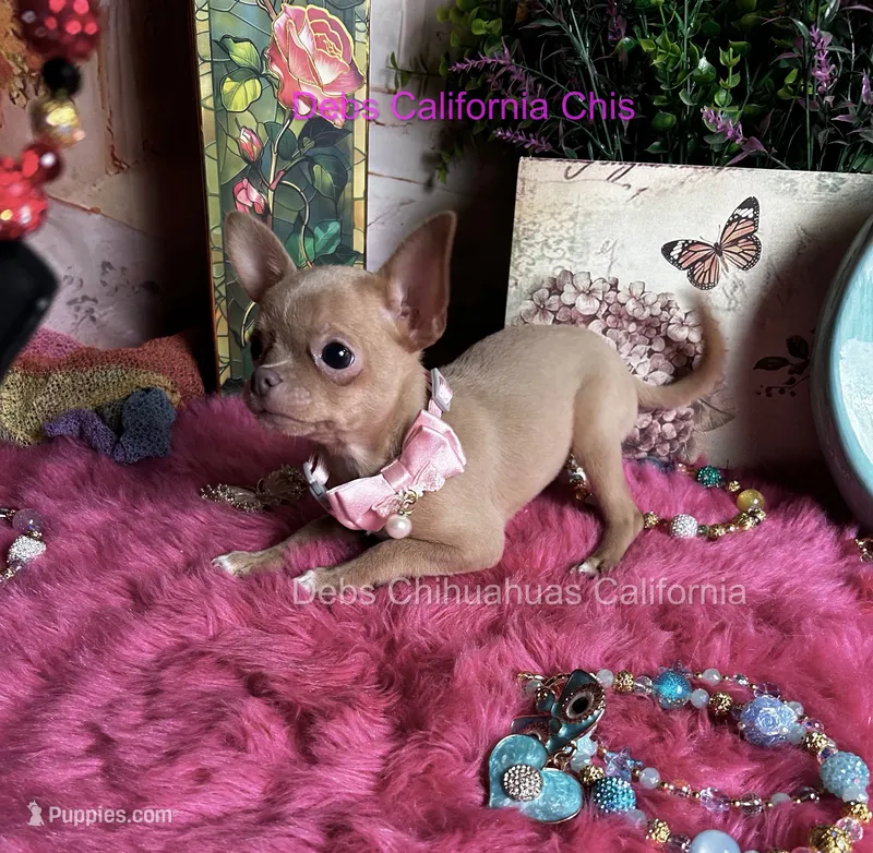 Goldie- Price incl nanny delivery  – Chihuahua puppy for sale in Tracy, CA