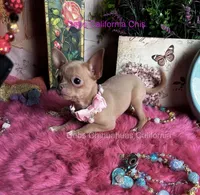 Goldie- Price incl nanny delivery , a female Chihuahua for sale in Tracy, CA – 1 of 6