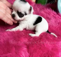 Unique Runt ZORRO , a female Chihuahua for sale in Tracy, CA – 4 of 5
