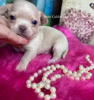 Little HARLEY , a male Chihuahua for sale in Tracy, CA – 3 of 3