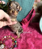 Tiny CUPCAKE See Video, a female Chihuahua for sale in Tracy, CA – 4 of 7