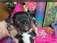 Tiny COLA aka OREO, a male Chihuahua for sale in Tracy, CA – 6 of 6