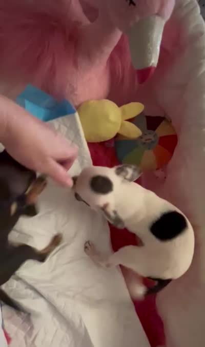 Deb’s Gentleman INKBLOT- 2 VIDEOS, a male Chihuahua for sale in Tracy, CA – 7 of 8