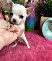 Puzzled Pete, a female Chihuahua for sale in Tracy, CA – 3 of 4