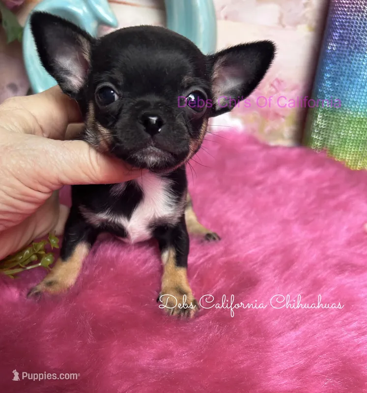 Tiny PEPSI aka Oreo – Chihuahua puppy for sale in Tracy, CA