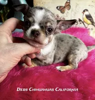 Little ROLEX - Pics Parents, a male Chihuahua for sale in Tracy, CA – 1 of 5