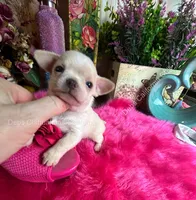 Debs California Chis STUART , a male Chihuahua for sale in Tracy, CA – 2 of 5