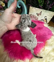 Little ROLEX - Pics Parents, a male Chihuahua for sale in Tracy, CA – 3 of 5
