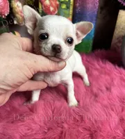 Puzzled Pete, a female Chihuahua for sale in Tracy, CA – 2 of 4