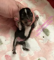Tiny COOPER , a male Chihuahua for sale in Tracy, CA – 2 of 2