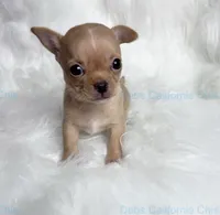 Little  PIKACHU, a male Chihuahua for sale in Tracy, CA – 6 of 6