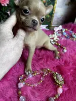 Little GOLDIE -Video, a female Chihuahua for sale in Tracy, CA – 3 of 4