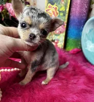 Extraordinary PANDORA, a female Chihuahua for sale in Tracy, CA – Photo 5 of 5