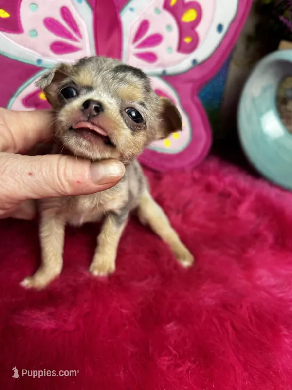 Glitter  – Chihuahua puppy for sale in Tracy, CA