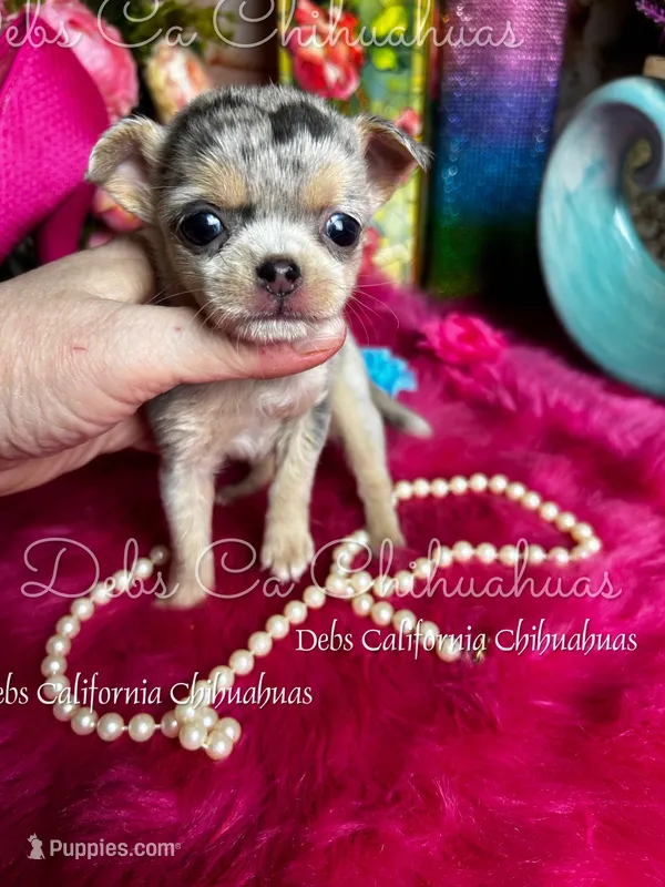 All That Glitters  – Chihuahua puppy for sale in Tracy, CA