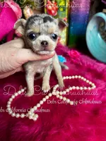 All That Glitters , a female Chihuahua for sale in Tracy, CA – Photo 1 of 3