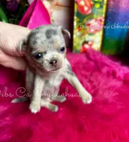Glitter , a female Chihuahua for sale in Tracy, CA – Photo 2 of 3