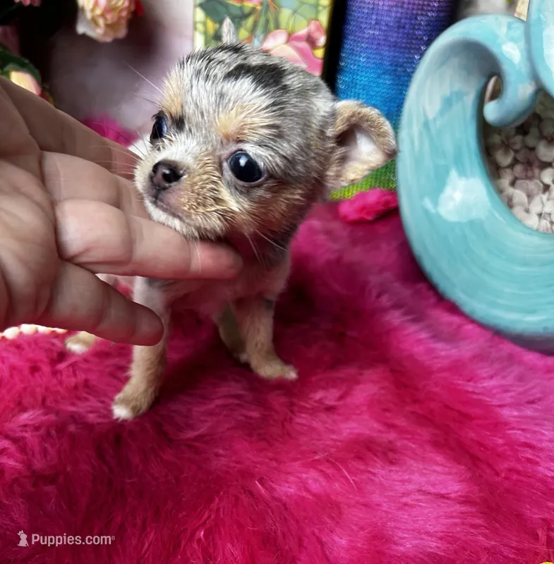 Extraordinary PANDORA – Chihuahua puppy for sale in Tracy, CA