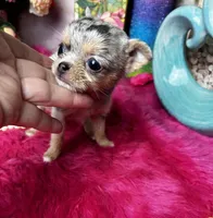 Extraordinary PANDORA, a female Chihuahua for sale in Tracy, CA – Photo 1 of 5