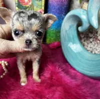 Extraordinary PANDORA, a female Chihuahua for sale in Tracy, CA – Photo 4 of 5