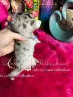 All That Glitters , a female Chihuahua for sale in Tracy, CA – Photo 2 of 3