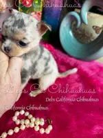 All That Glitters , a female Chihuahua for sale in Tracy, CA – Photo 3 of 3