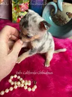 Tiny Pandora , a female Chihuahua for sale in Tracy, CA – Photo 4 of 4