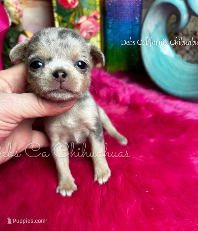 Glitter  – Chihuahua puppy for sale in Tracy, CA