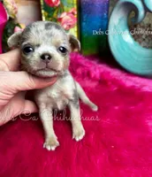 Glitter , a female Chihuahua for sale in Tracy, CA – Photo 1 of 3