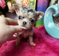 Extraordinary PANDORA, a female Chihuahua for sale in Tracy, CA – Photo 3 of 5