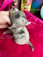 Glitter , a female Chihuahua for sale in Tracy, CA – Photo 3 of 3
