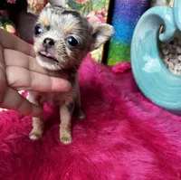 Extraordinary PANDORA, a female Chihuahua for sale in Tracy, CA – Photo 2 of 5