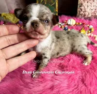 Rolex - Parents & past sibling pix, a  Chihuahua for sale in Tracy, CA – 3 of 7