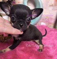 Tiny PEPSI aka Oreo, a male Chihuahua for sale in Tracy, CA – 3 of 5
