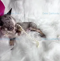 Little BLUE SKIES  - 2 Videos!, a male Chihuahua for sale in Tracy, CA – 7 of 8