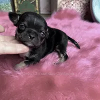 Debs California Chi’s Tiny COLE, a male Chihuahua for sale in Tracy, CA – 5 of 5
