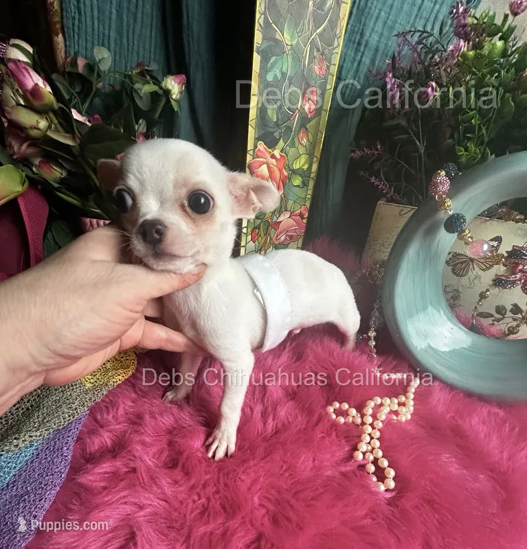 Little PEANUT See Video – Chihuahua puppy for sale in Tracy, CA