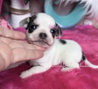  PANDA regular toy size, a male Chihuahua for sale in Tracy, CA – 3 of 3