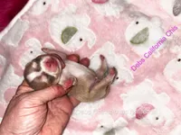 Tiny SIMBA , a male Chihuahua for sale in Tracy, CA – 3 of 3