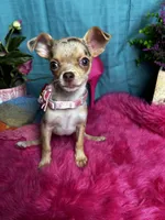SARAH   2 Videos, a male Chihuahua for sale in Tracy, CA – 3 of 7