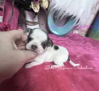  PANDA regular toy size, a male Chihuahua for sale in Tracy, CA – 2 of 3