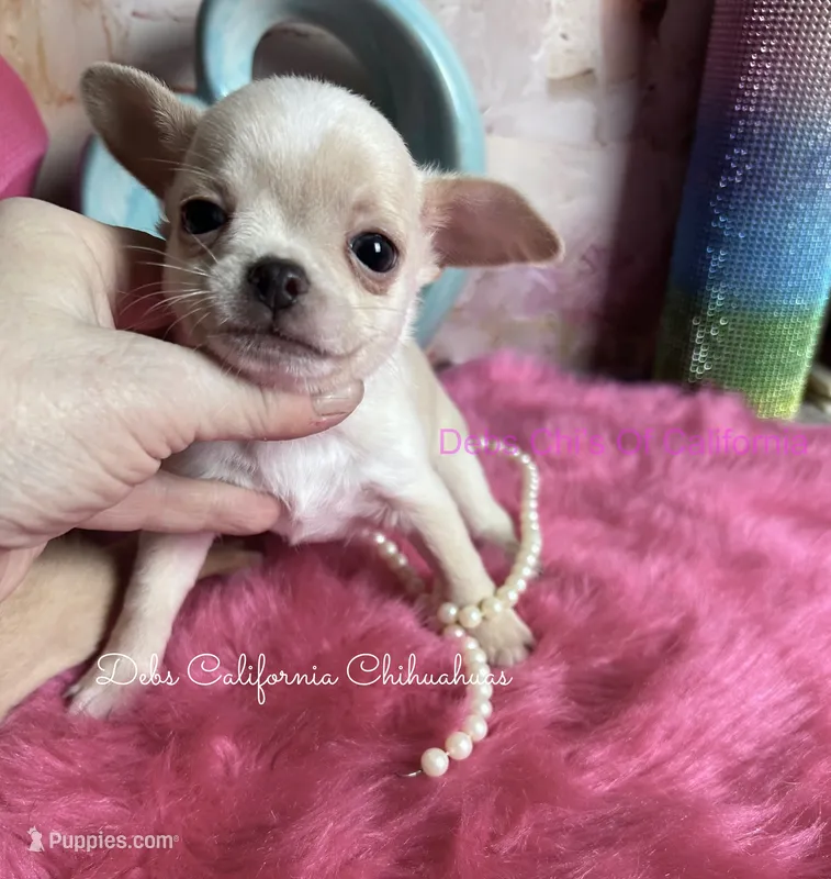 Tiny STUART LITTLE  – Chihuahua puppy for sale in Tracy, CA