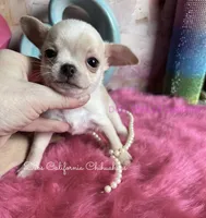 Tiny STUART LITTLE , a male Chihuahua for sale in Tracy, CA – 3 of 7