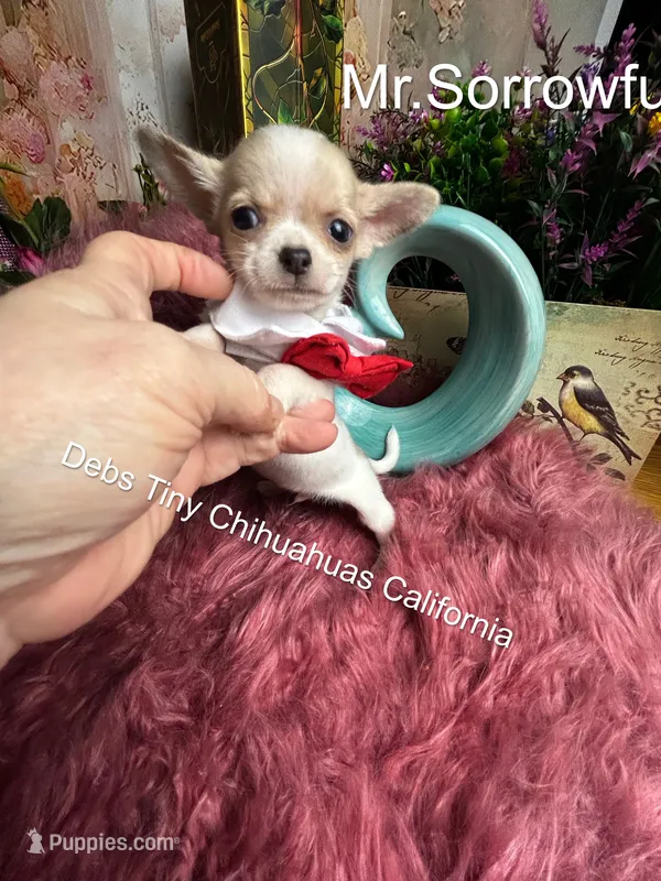 Little BUTTON see video – Chihuahua puppy for sale in Tracy, CA